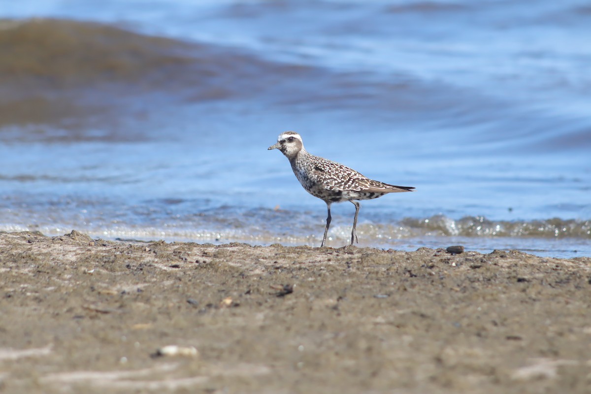 American Golden-Plover - ML643798704