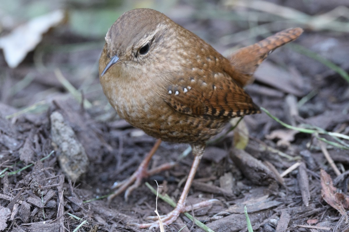 Winter Wren - ML643798716