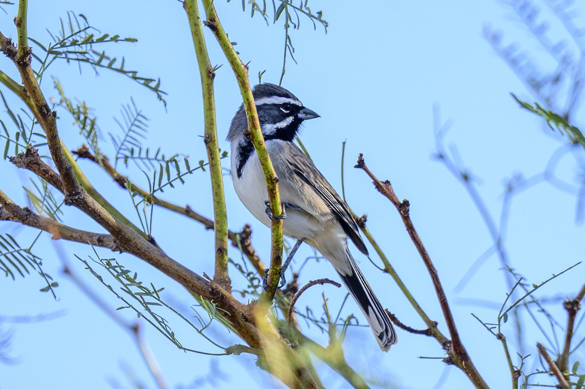 Black-throated Sparrow - ML643798720