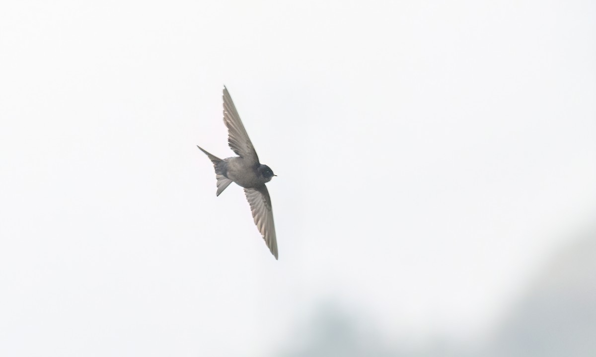 Brown-bellied Swallow - ML643798722