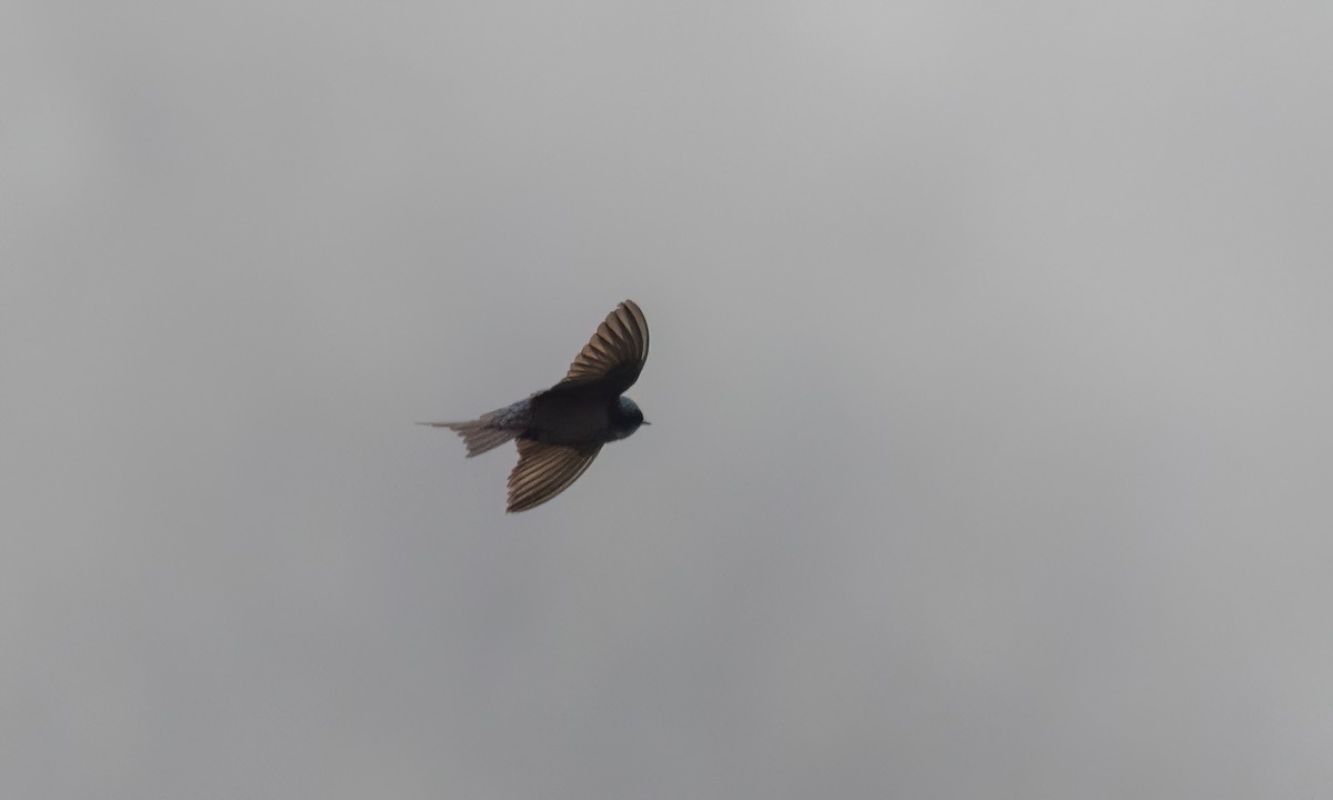 Brown-bellied Swallow - ML643798723