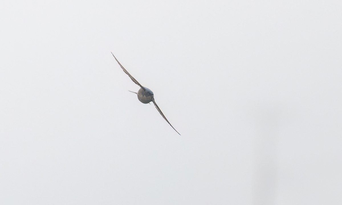 Brown-bellied Swallow - ML643798724