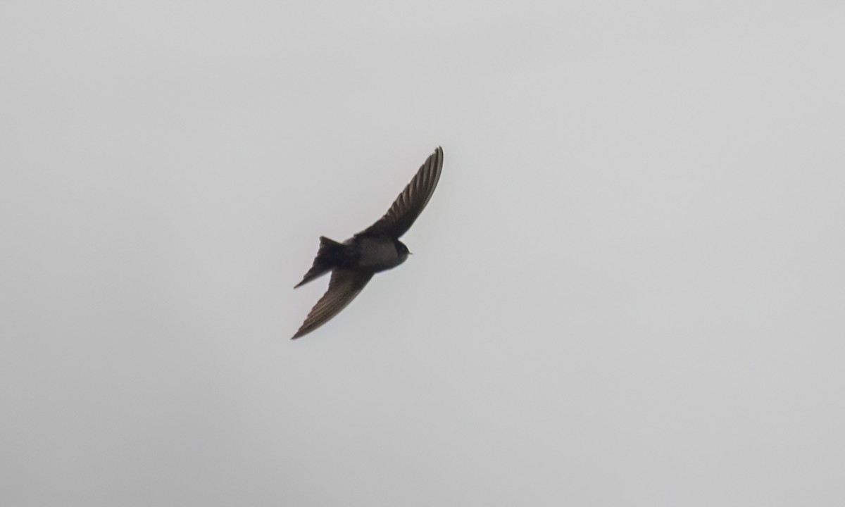 Brown-bellied Swallow - ML643798725