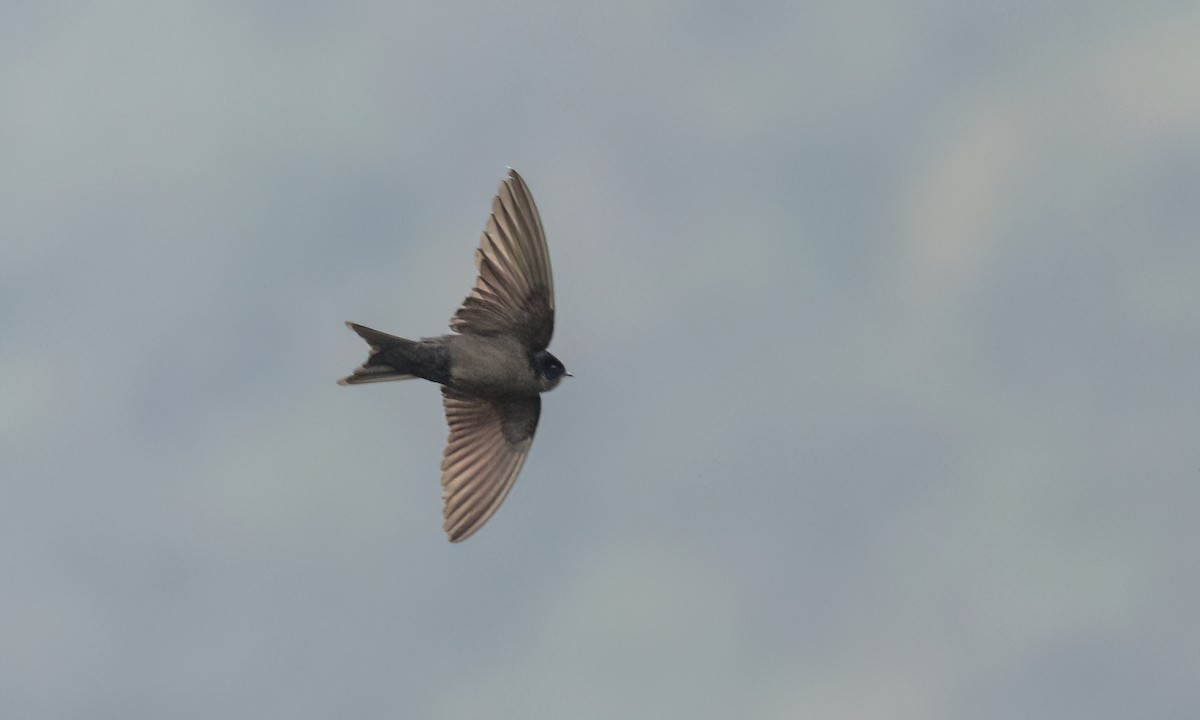 Brown-bellied Swallow - ML643798726