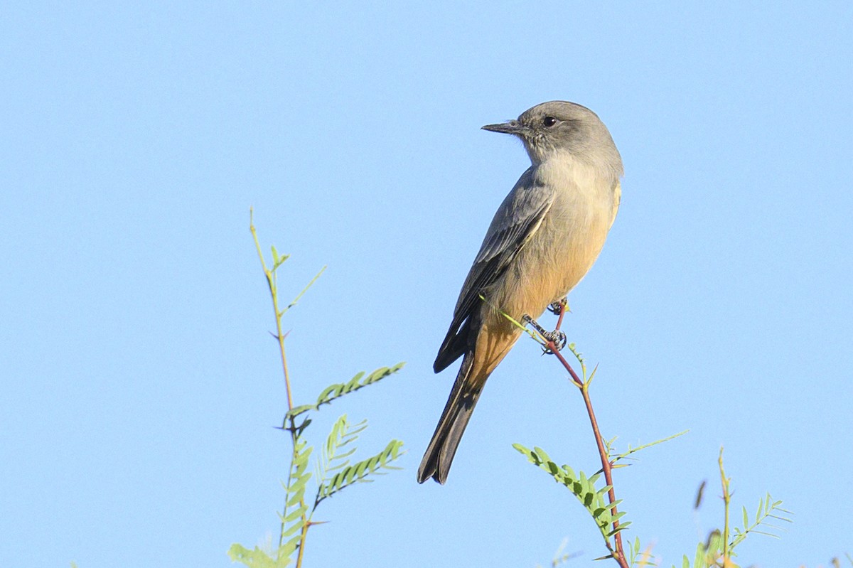 Say's Phoebe - ML643798735