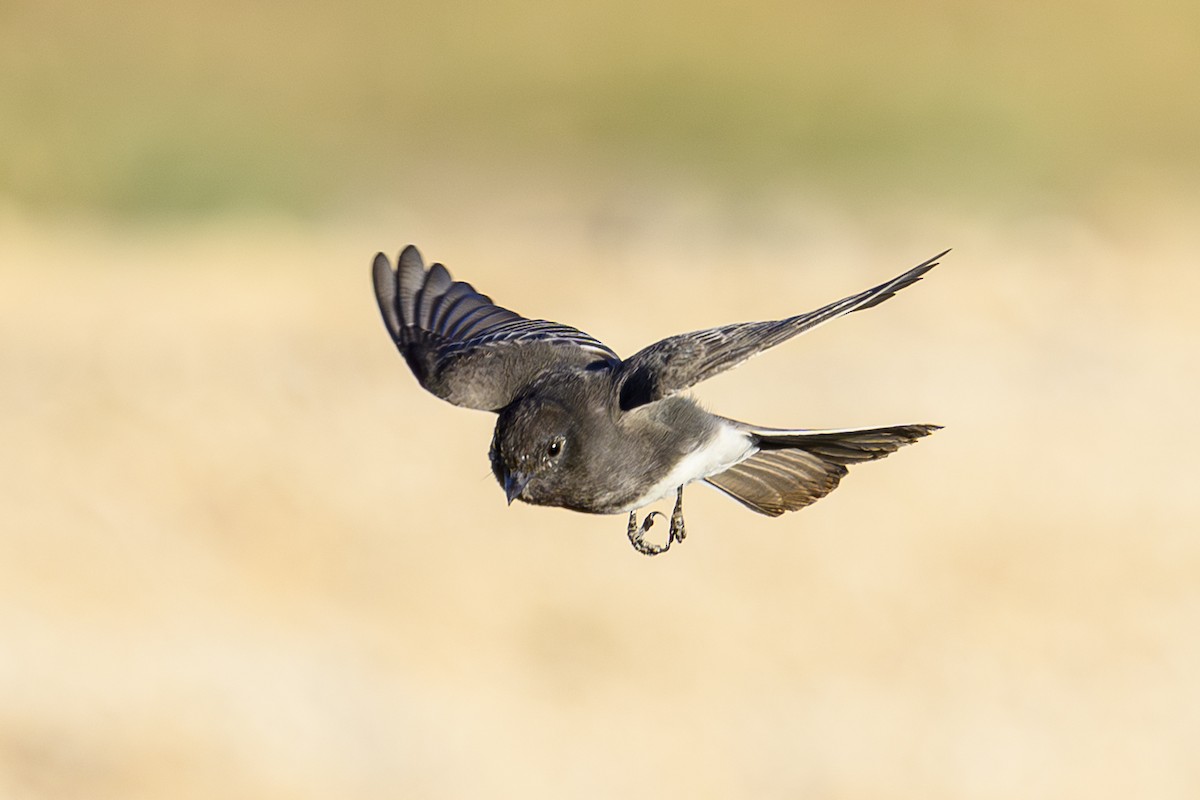 Black Phoebe - ML643798740