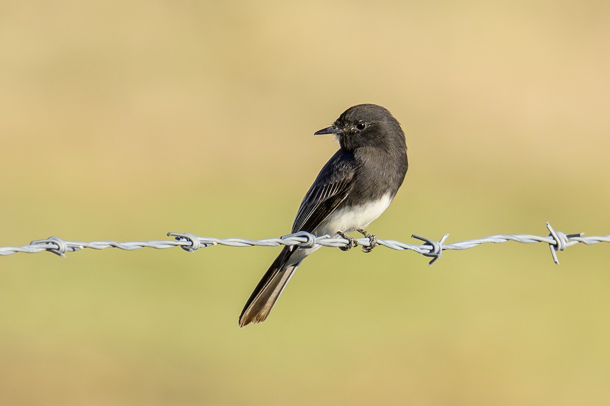 Black Phoebe - ML643798741