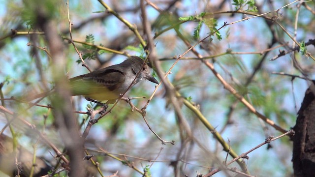 Brown-crested Flycatcher - ML643798742