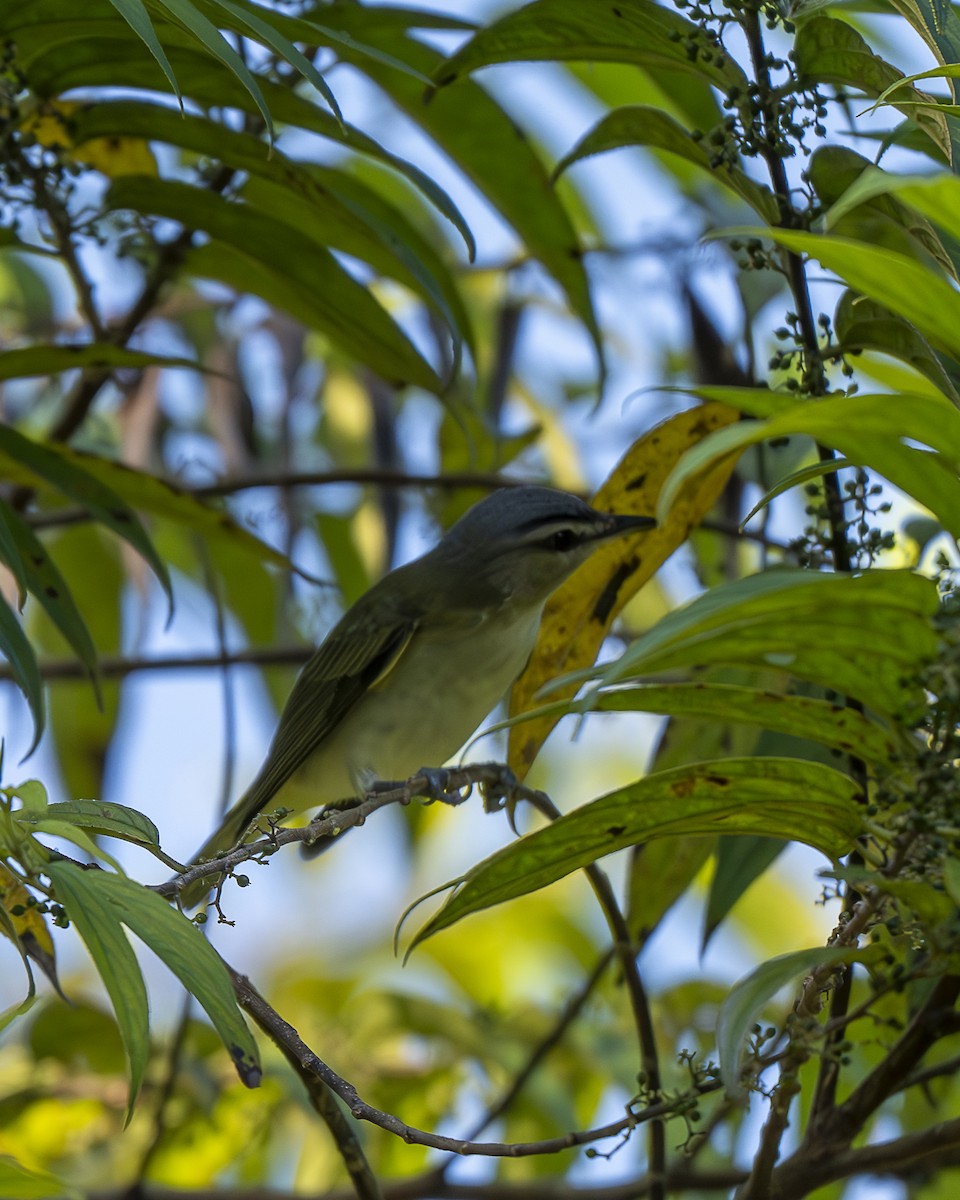 Vireo occhirossi - ML643798743