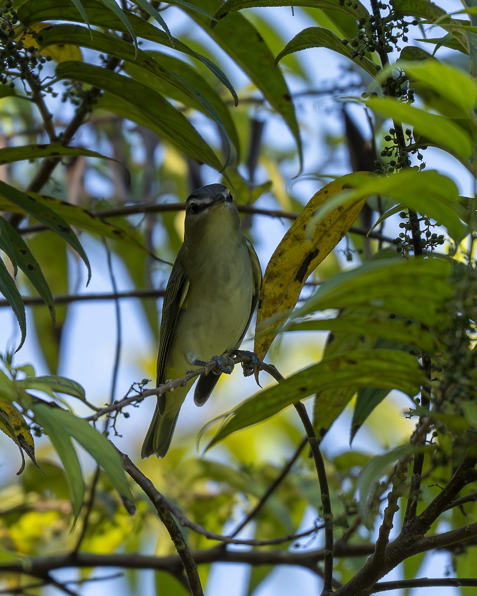 Vireo occhirossi - ML643798744