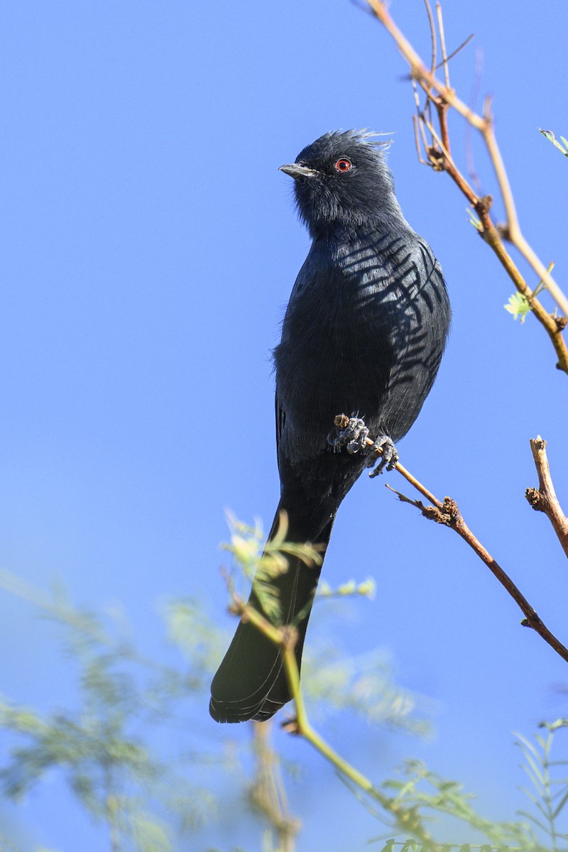 Phainopepla - ML643798758