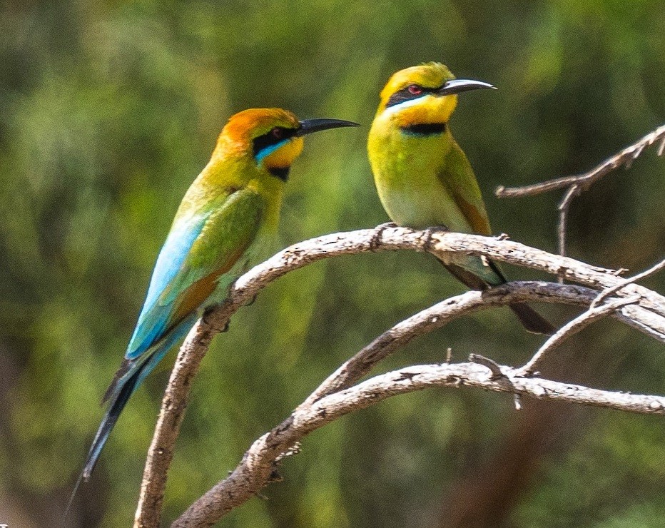 Rainbow Bee-eater - ML643798763