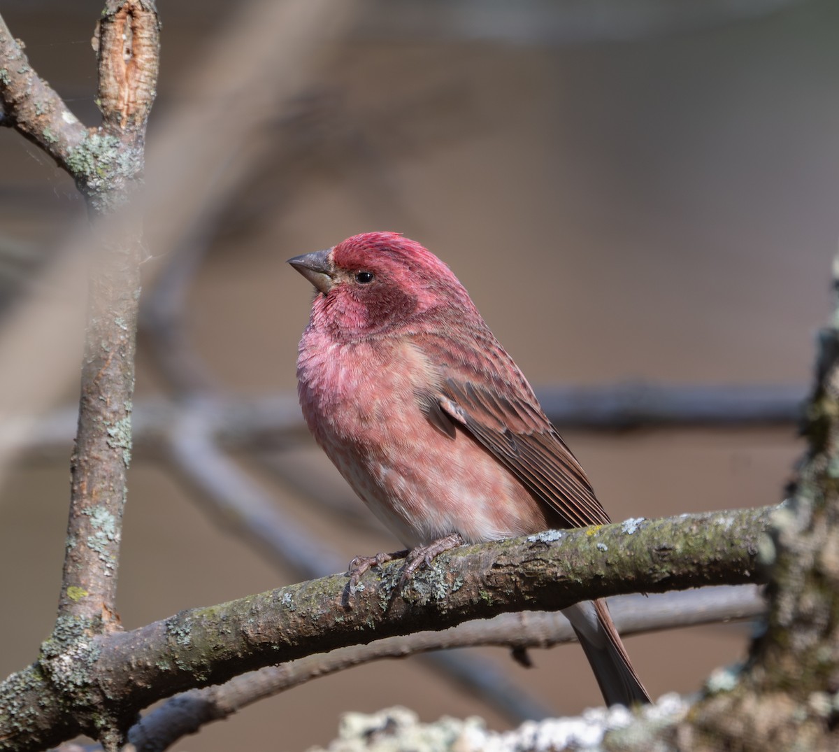 Purple Finch - ML643798766