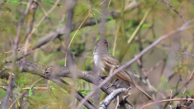 Brown-crested Flycatcher - ML643798771