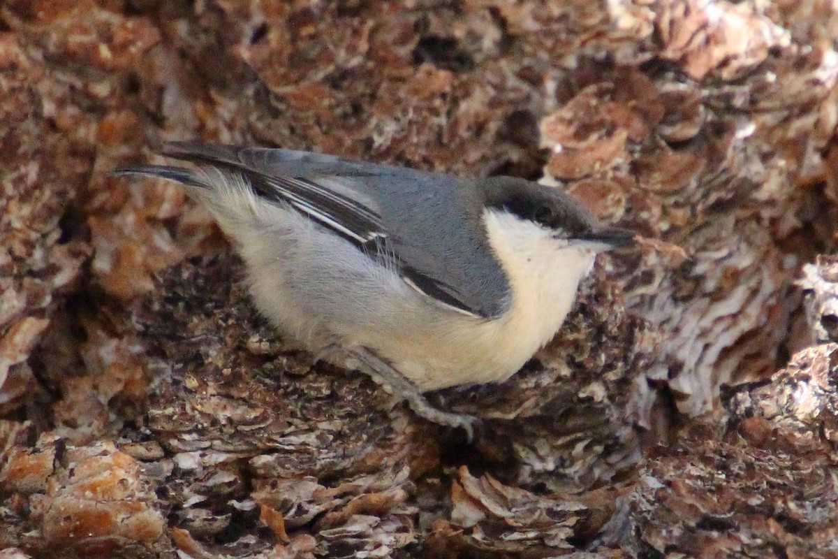White-breasted Nuthatch - ML643798787