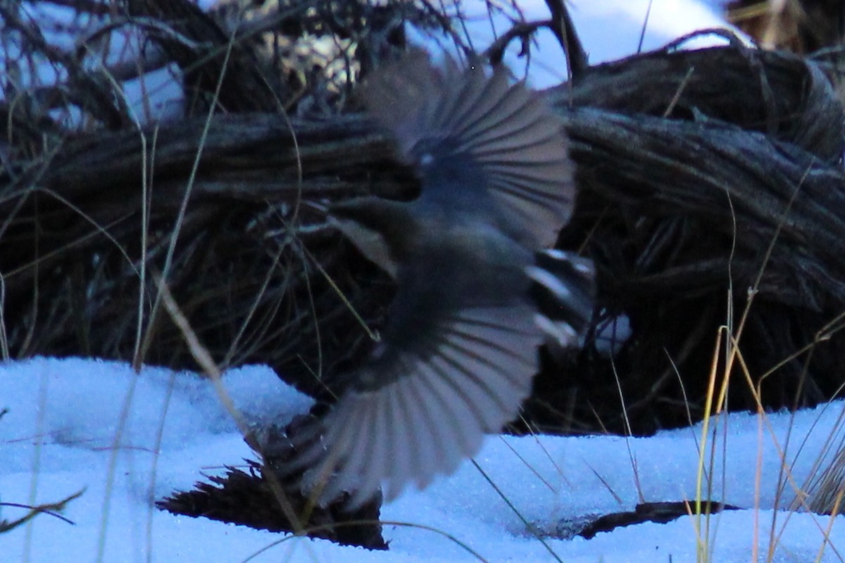 White-breasted Nuthatch - ML643798795