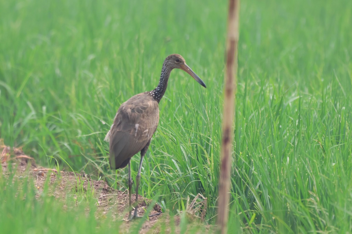 Limpkin - ML643798808