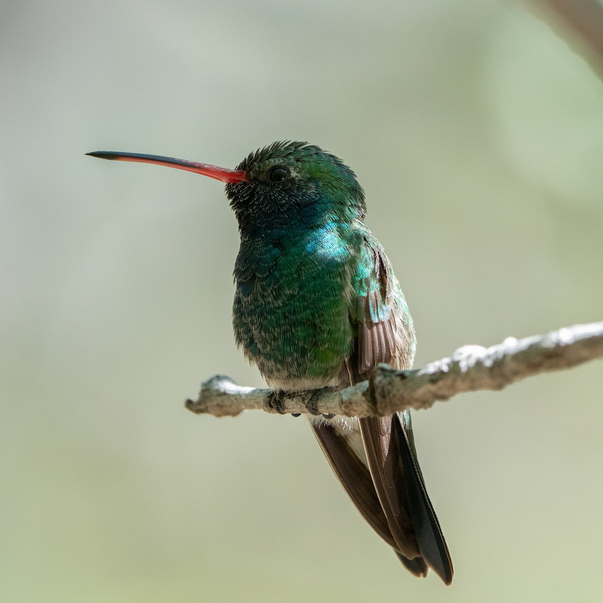 Broad-billed Hummingbird - ML643798823