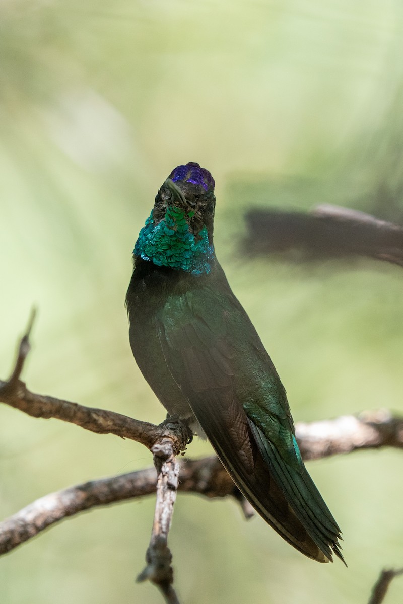 Rivoli's Hummingbird - ML643798831