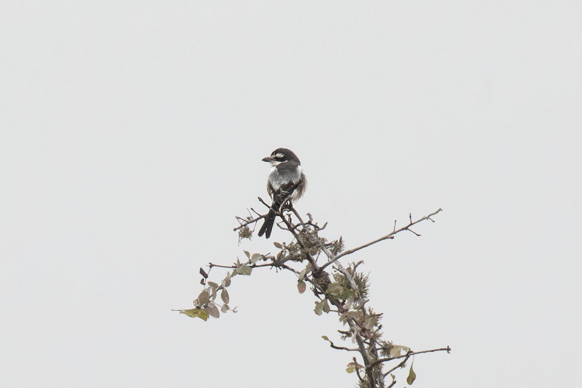 Southern Fiscal (Latakoo) - ML643798833