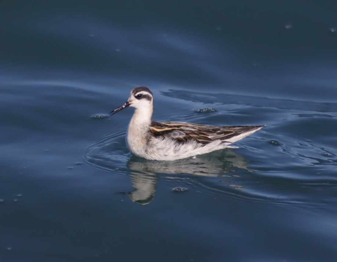 Red-necked Phalarope - ML643798836