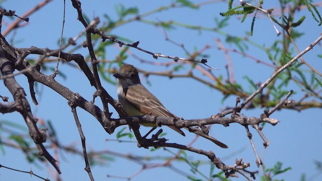 Brown-crested Flycatcher - ML643798838