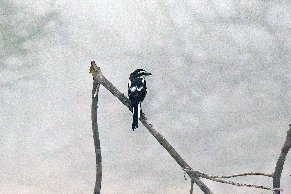 Southern Fiscal (Latakoo) - ML643798843