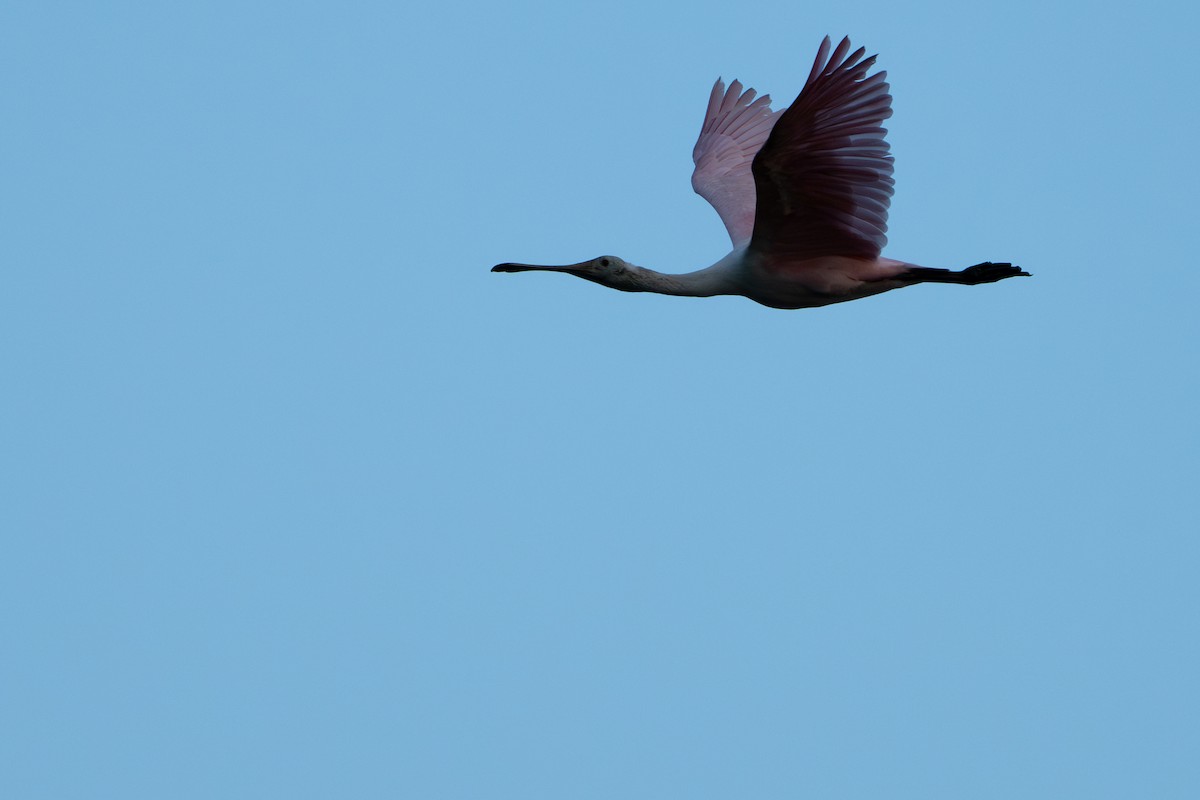 Roseate Spoonbill - ML643798870