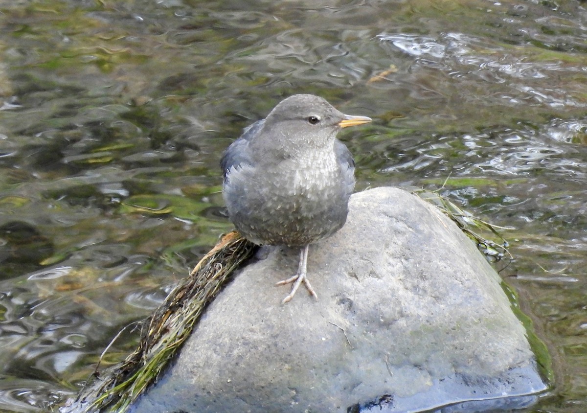 gråfossekall - ML643798886