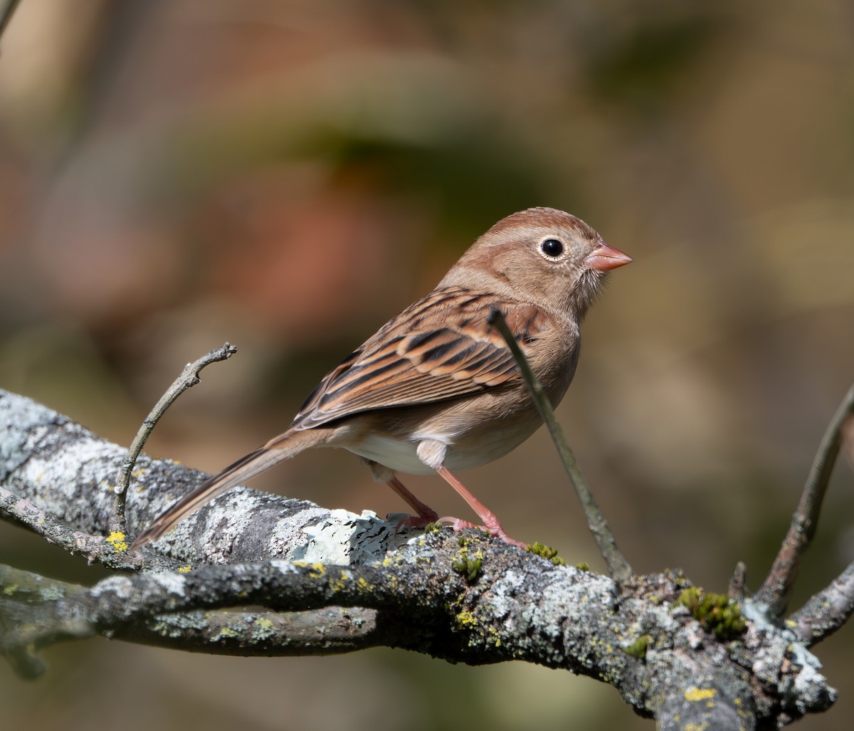 Bruant des champs - ML643798890