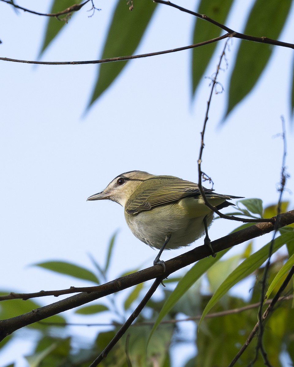 Vireo occhirossi - ML643798894