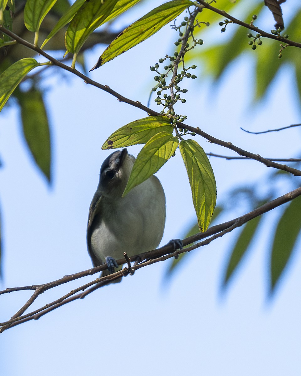Vireo occhirossi - ML643798895