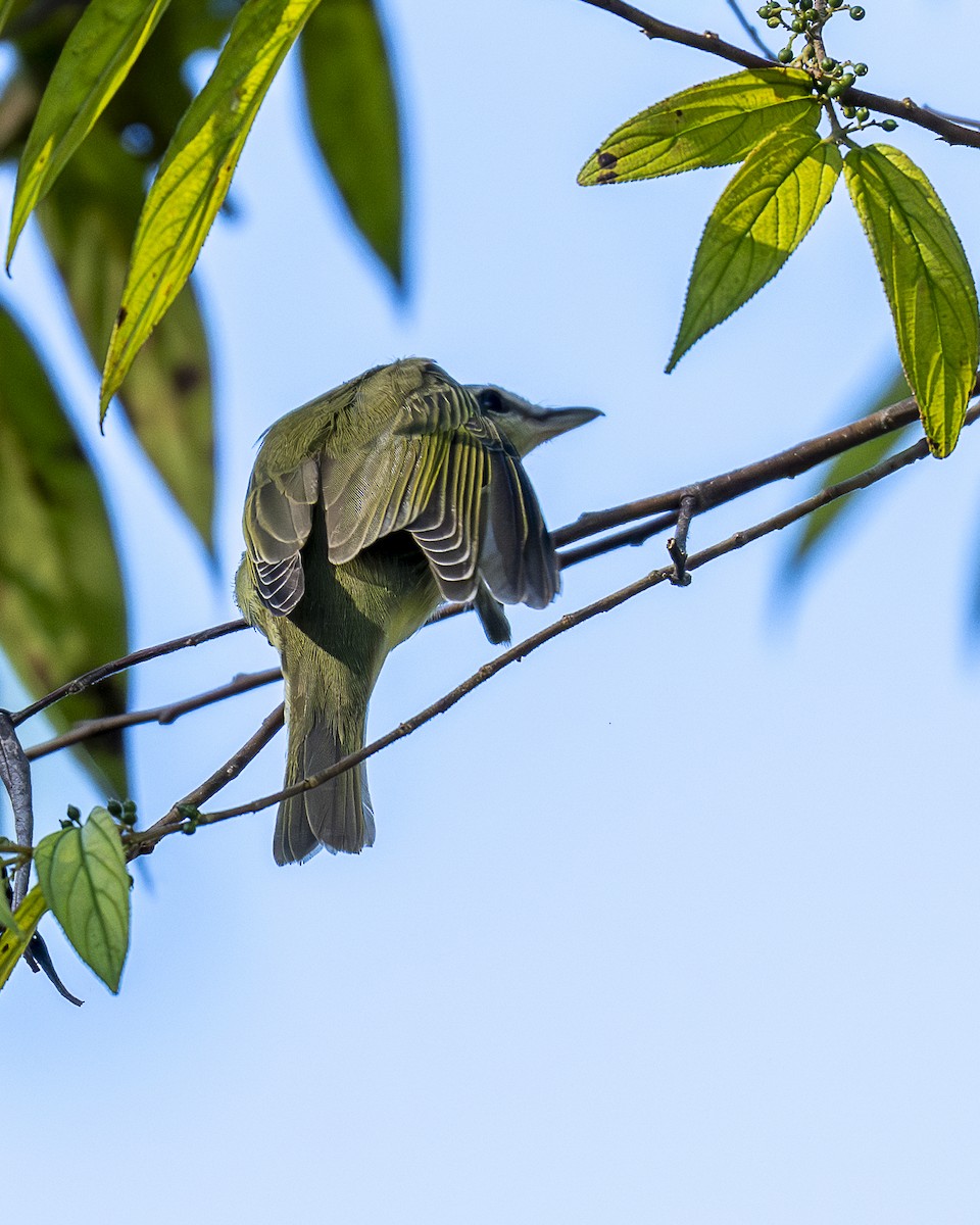 Vireo occhirossi - ML643798896