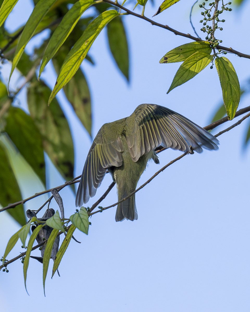 Vireo occhirossi - ML643798897
