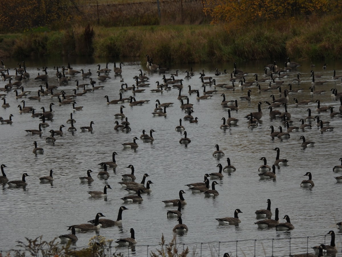 Canada Goose - ML643798906