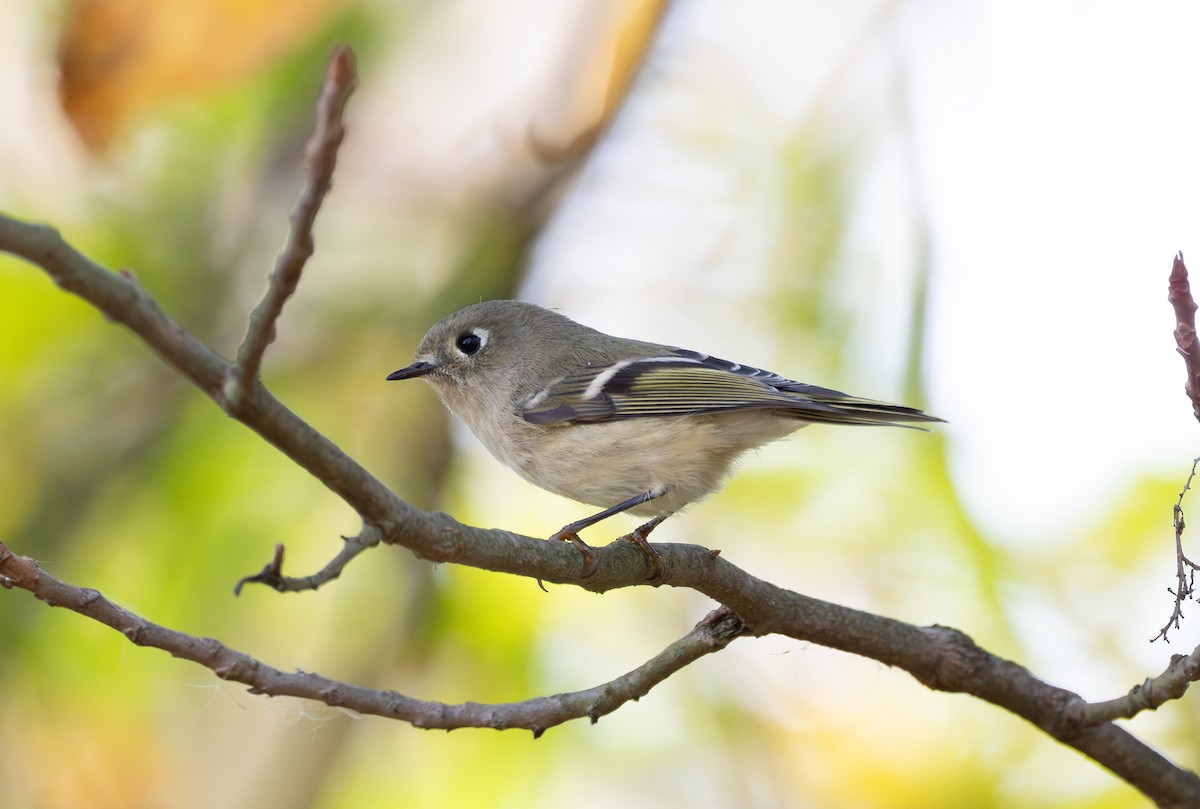 Roitelet à couronne rubis - ML643798919
