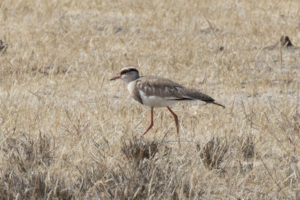 Crowned Lapwing - ML643798924