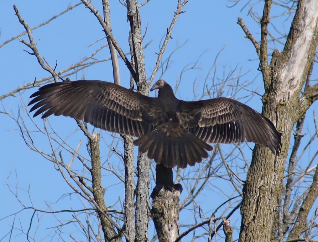 Turkey Vulture - ML643798943
