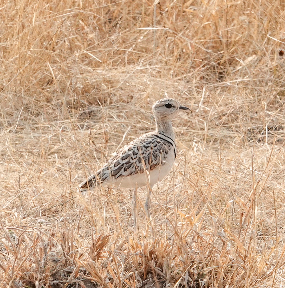 Double-banded Courser - ML643798970