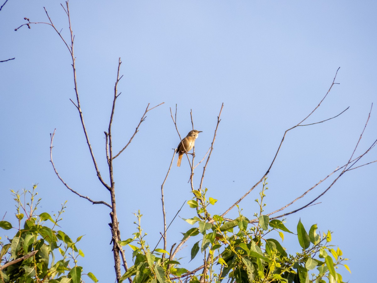 Southern House Wren - ML643798976