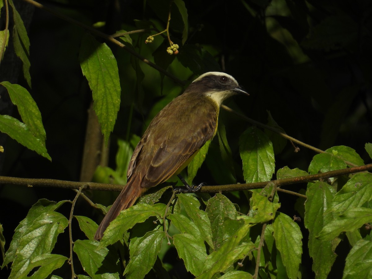 Rusty-margined Flycatcher - ML643798983