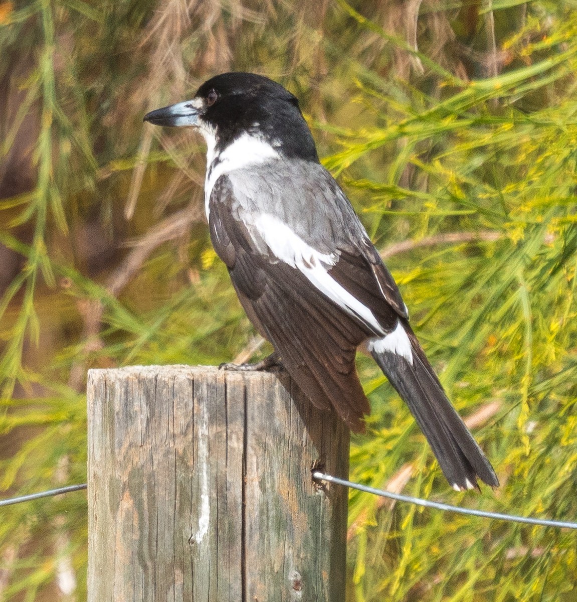 Gray Butcherbird - ML643798988