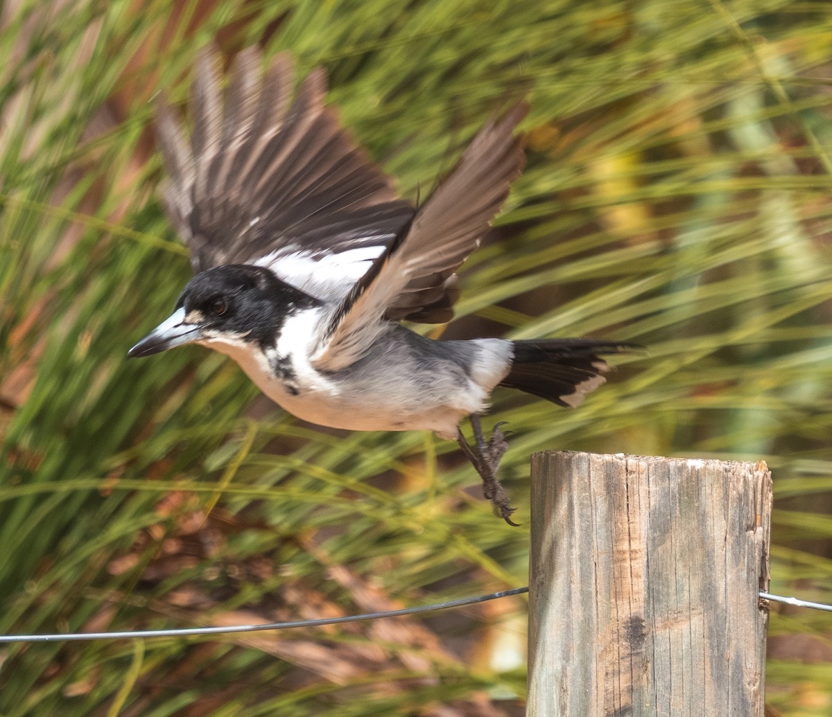 Gray Butcherbird - ML643798989