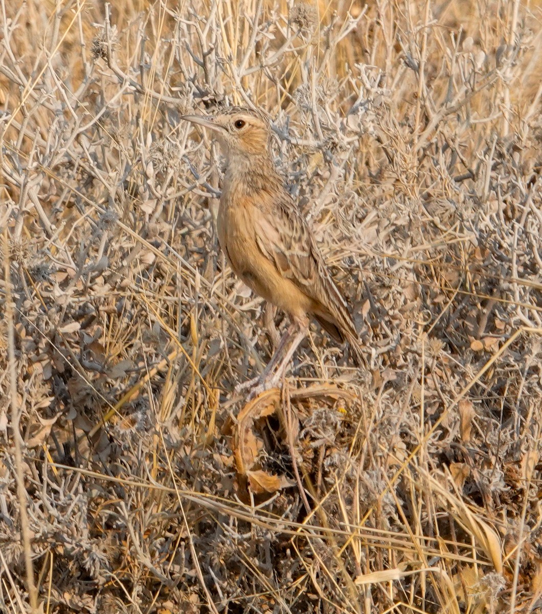 Spike-heeled Lark - ML643798990