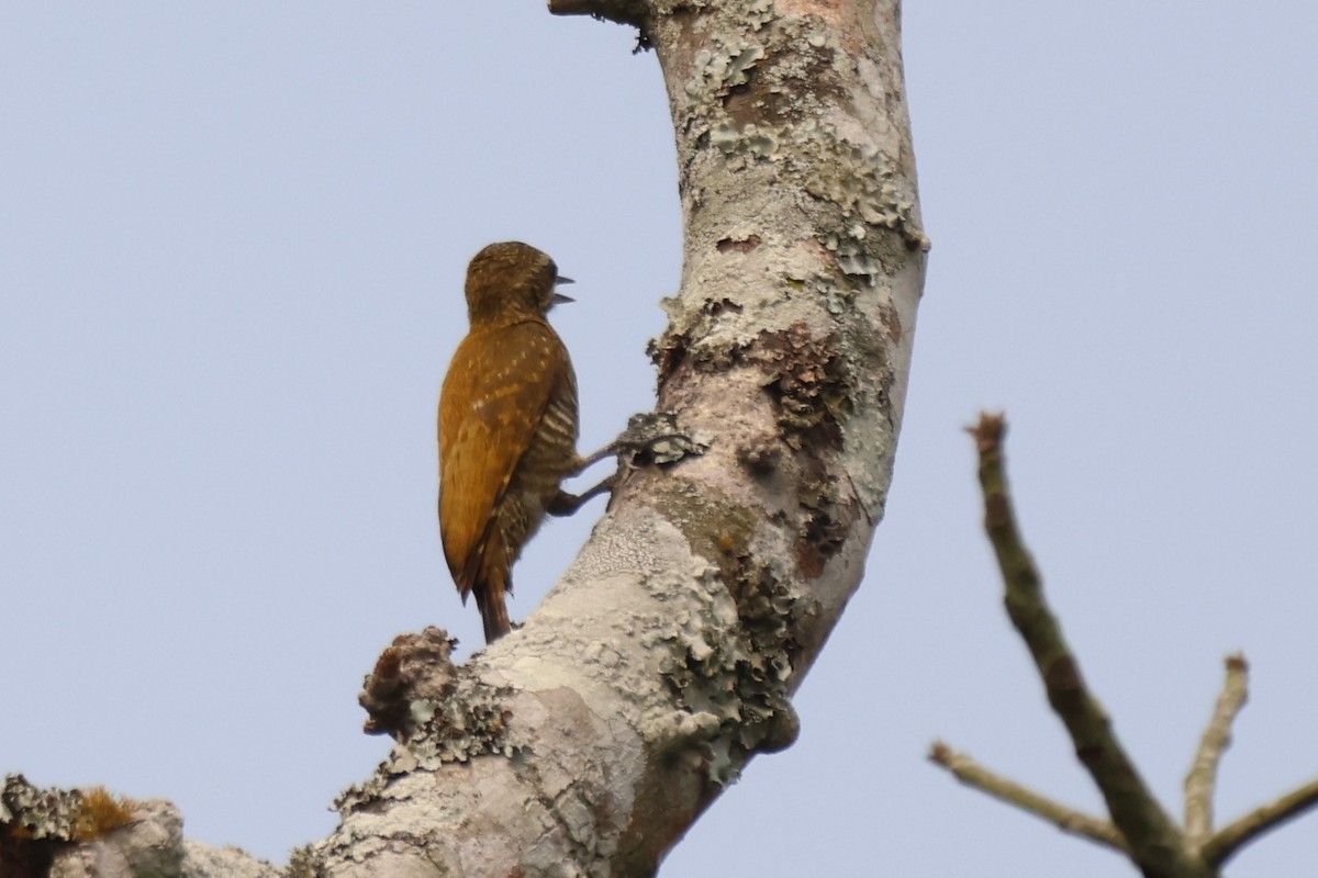 Red-stained Woodpecker - ML643799000