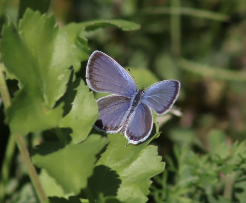 Animals - ML643799004