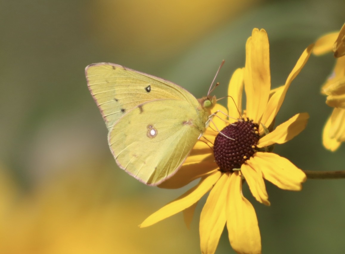 Animals - ML643799005