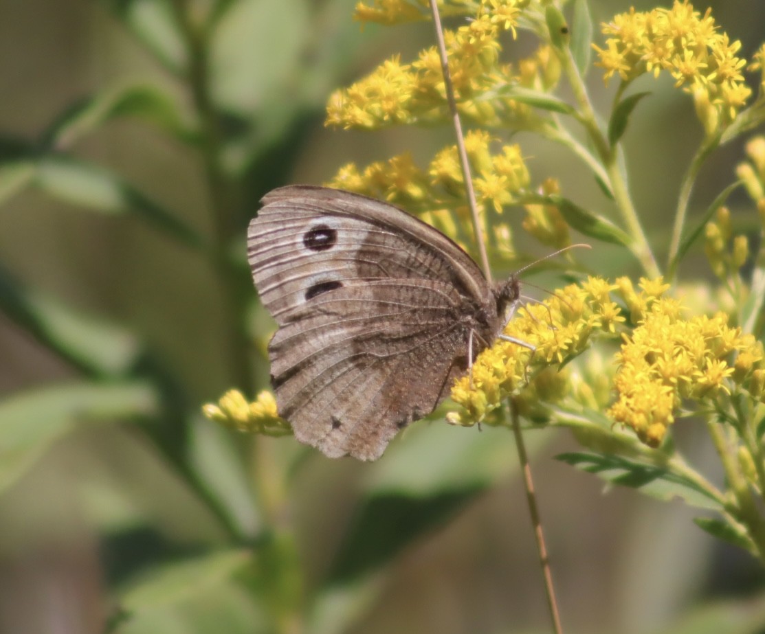 Animals - ML643799006