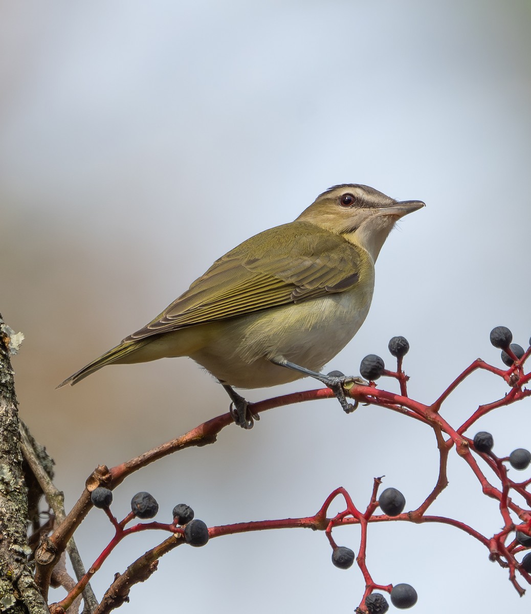 Vireo occhirossi - ML643799007