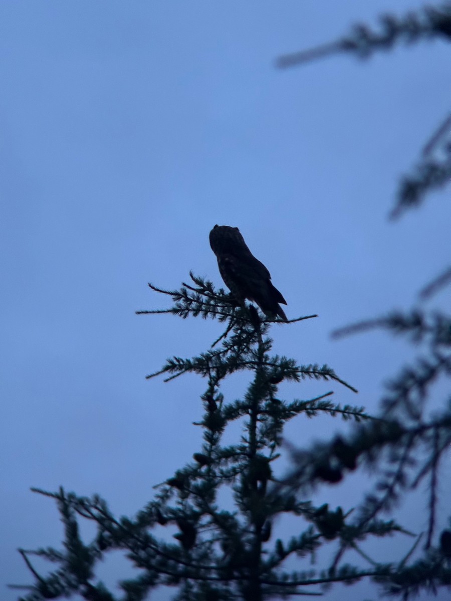 Short-eared Owl - ML643799013